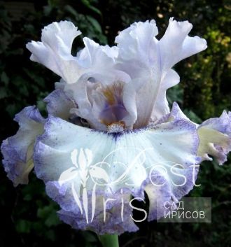 French Filigree