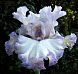 French Filigree